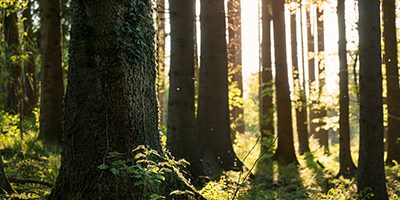 meioambiente_manchete