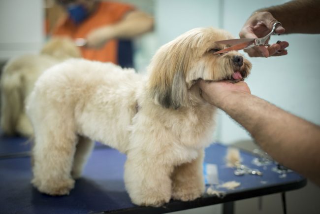 big brother dos pets